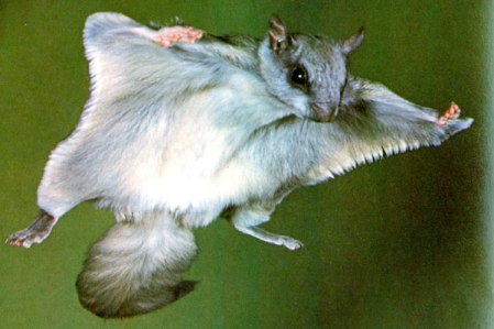 132_p_p186_northern_flying_squirrel_p