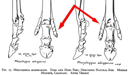 Merychippus feet - Matthew w_arrow