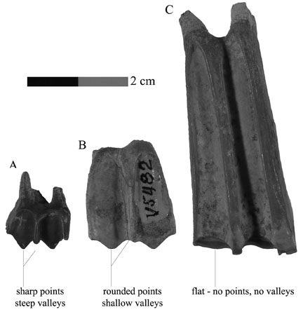 Fossil horse teeth