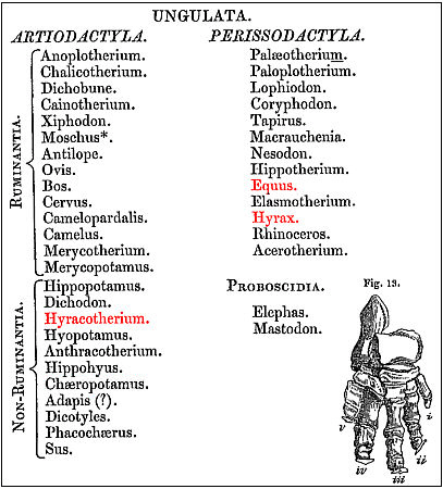 Ungulate Table - Perissodactyla - Owen 1848 p 139