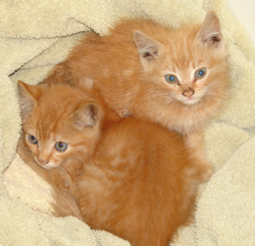 feral kittens