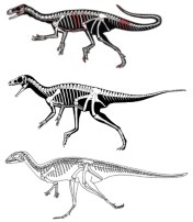 Basal dinosaurs
