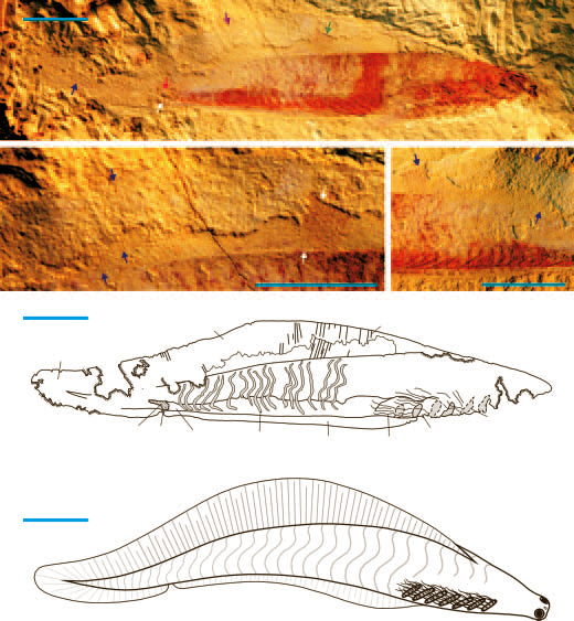 Haikouichthys fossil