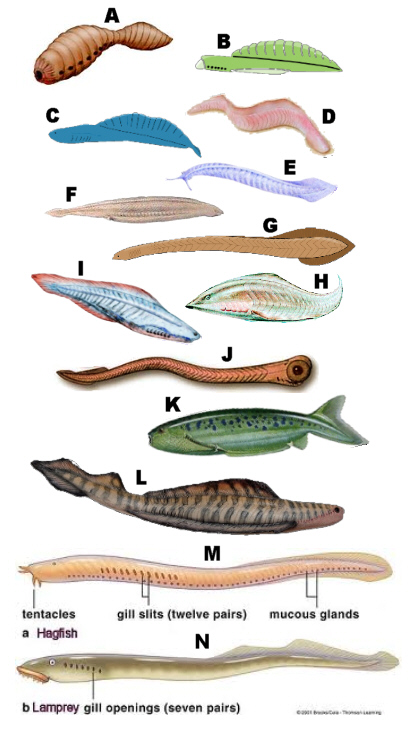 Misc basal chordates