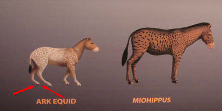 Ark equid toes
