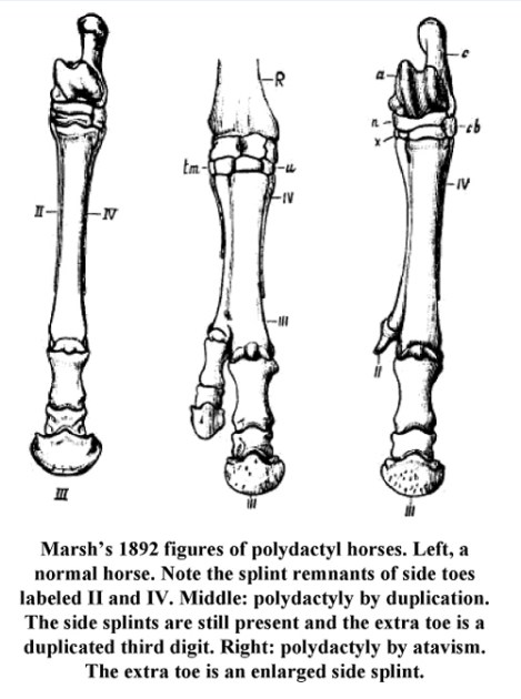 Atavistic horse toes vs polydactylism