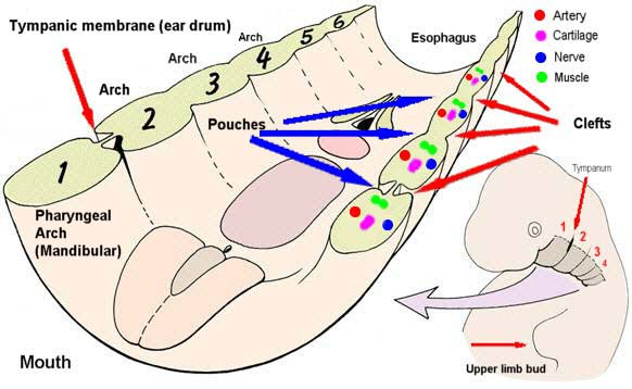 Source bionalogy.com, with modifications.