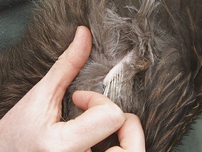 kiwi wing