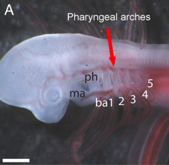 skate_embryo_gill_arches