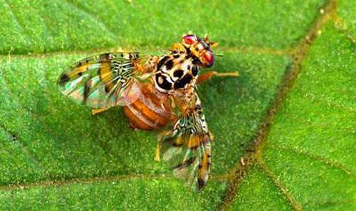mediterranean_fruit_fly17