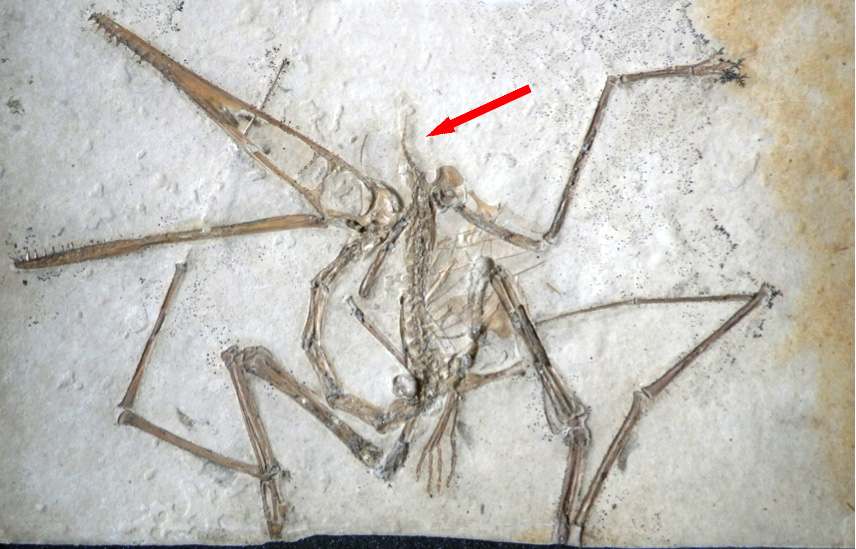 Pterodactylus_holotype_w-arrow
