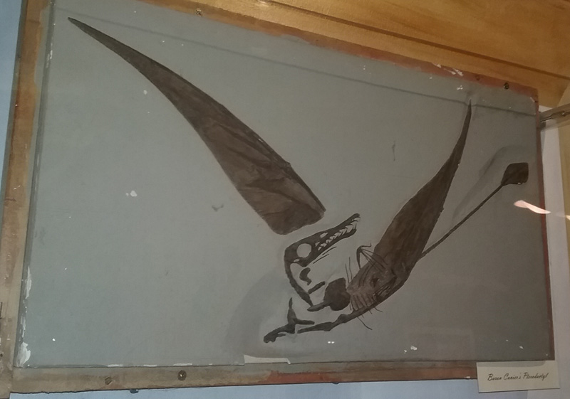 Rhamphorhynchus_at_RMM