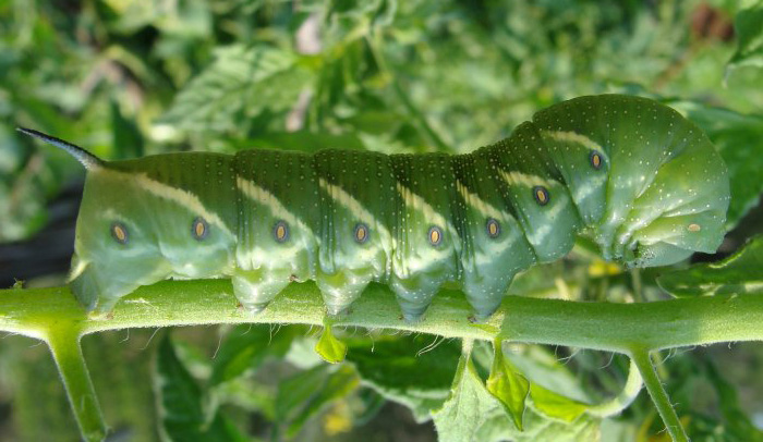 Tomato_hornworm